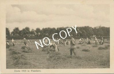 Foto PK Ernte Arbeiter 1915 in Flandern Belgien Belgique H1.17