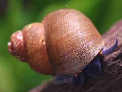 Blue Berry Snail - Viviparus sp