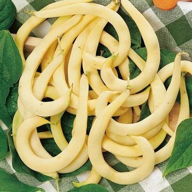 Italienische Erbstück Stangenbohne - beans - Goldring 5+ Samen - Gemüse H 147