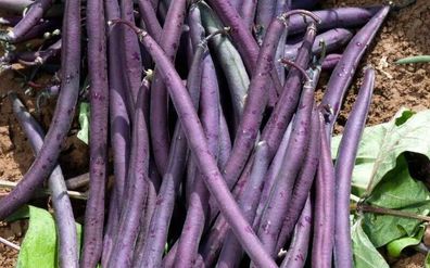 Buschbohne Purple King - Bush beans 40+ Samen - Ertragreich SORTE H 146