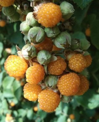 Gelbe Himalaya - Himbeere - Rubus ellipticus Raspberry 20+ Samen Gx 147