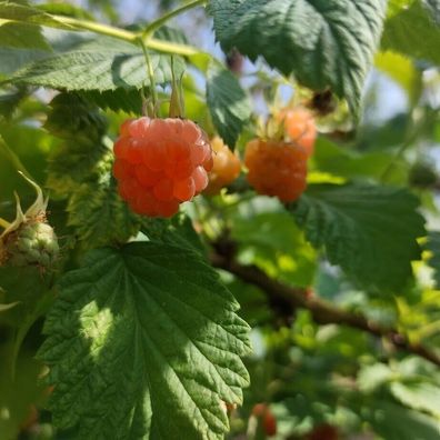 SAMEN - Gelbe Himbeere Valentina - Rubus idaeus - Raspberry 10+ Samen G 133