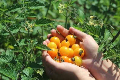 Aprikosentomate von Amy - samenfeste Kirschtomate 5+ Samen - Seeds P 509