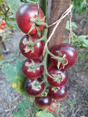 Tomate Schwarze Erdbeere Kirschtomate - Black Strawberry tomato 20+ Samen P 507