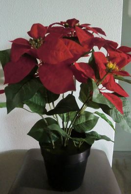 Weihnachtsstern im Topf, 6 Blüten, 48 cm hoch, Rot, Poinsettia