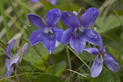 Waldveilchen - Viola sylvestris Violet winterharte immergrüne 125+ Samen Ed 079