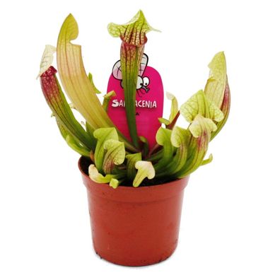 Schlauchpflanze - Sarracenia "Eva" - Fleischfressende Pflanze - 9cm Topf
