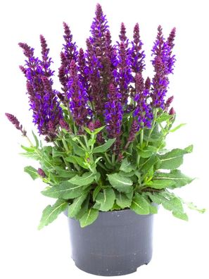 Steppensalbei "Sensation Violet" 3Liter Topf -Salvia- winterhart -Lieferung ab 1.6.24