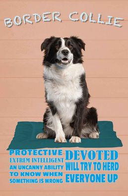 Blechschild 20x30 cm - Border Collie Hund protective