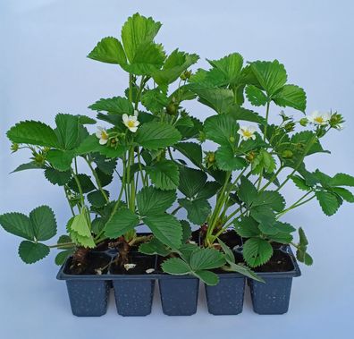 Erdbeerpflanzen "Senga Sengana" - mittelfrühe Sorte - Lieferung ab 24.04.2024