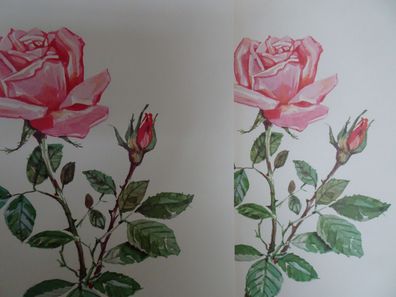 XXL Grußkarte Herzlichen Glückwunsch Rose 32,5 x 20,5 cm