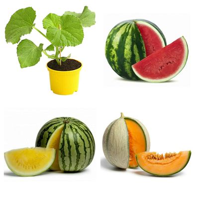 Melonen - - Wassermelone Galia Cantaloupe - Pflanzen - Lieferung ab 15.05.2024