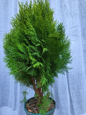 Thuja orientalis Aurea Nana, Gelber Zwerg-Lebensbaum im 20 cm Topf