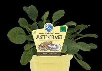 Austernpflanze - Kräuter - Jungpflanze - Lieferung ab 01.05.2024