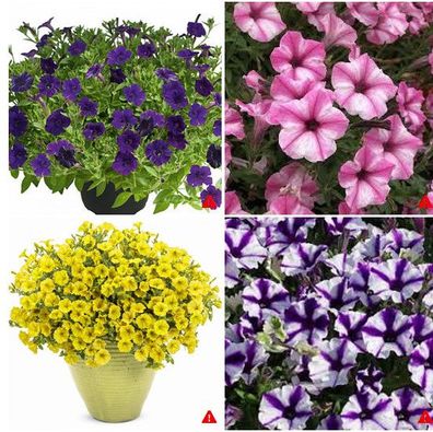 Petunien hängend - Petunia "Mini Vista - Sorten" - Lieferung ab 1.5.2025