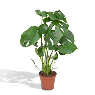 Monstera Deliciosa - Monkey leaf - Zimmerpflanzen - 55cm - Ø17