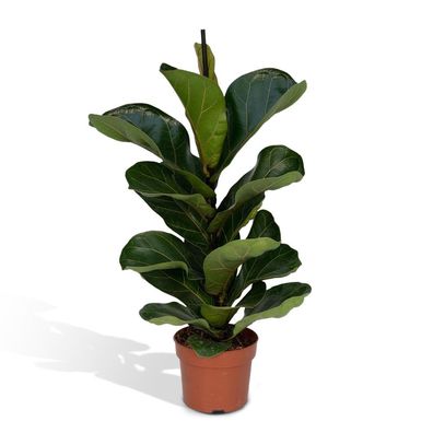 Ficus Lyrata - Zimmerpflanzen - 30cm - Ø12cm