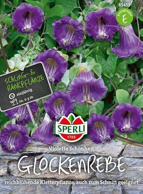 Sperli Glockenreben Violette Schönheit - Blumensamen