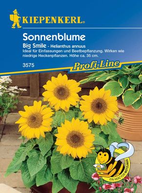Kiepenkerl® Zwerg Sonnenblumen Big Smile - Blumensamen