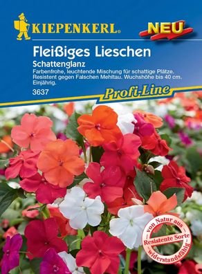 Kiepenkerl® Fleißiges Lieschen Schattenglanz - Blumensamen
