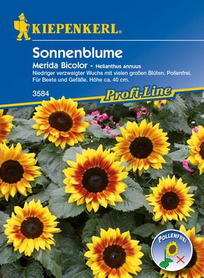 Kiepenkerl® Zwerg - Sonnenblumen Merida Bicolor - Blumensamen