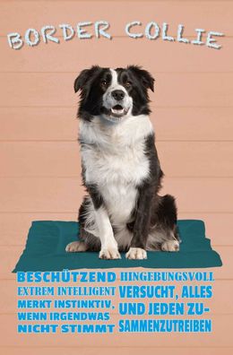 Blechschild 18x12 cm - Border Collie Hund intelligent