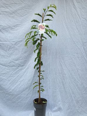 Tomarindus indica, Indische Dattel, Sauerdattel, Tamarindenbaum im 16 cm Topf