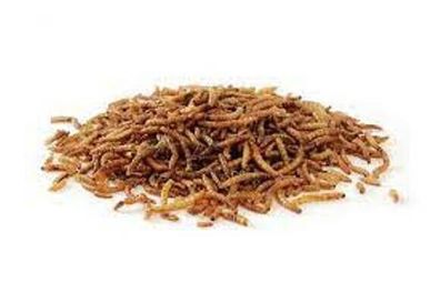 Soldatenfliegenlarven, ähnlich wie Mehlwürmer Proteine für Tiere. 1 Liter (1000ml.)