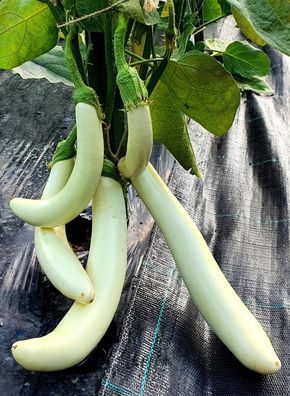 Aubergine Eiszapfen - Icicle Eggplant - 5+ Samen - Seeds So 105