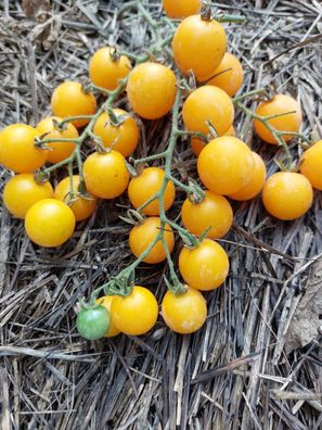 Kirschtomate AUS Rumänien SIRJA´S LOVE Tomato 10+ Samen honigsüsse Früchte P 521