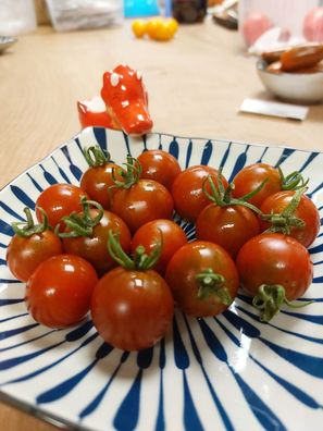 Tomate Ron´s Copy Carbon samenfeste Kirschtomate 20+ Samen - Seeds P 519