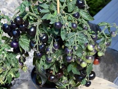 Micro Purple - Reichtragende Kirschtomate - Dwarf Tomato 10+ Samen Seeds P 517