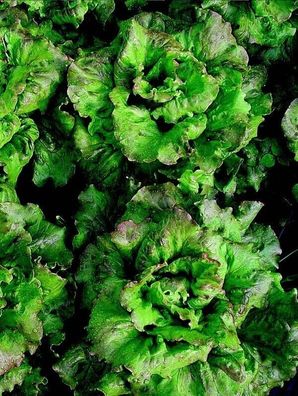 Bataviasalat Wunder des Frühlings - Lactuca sativa - 200+ Samen - Seeds L 034