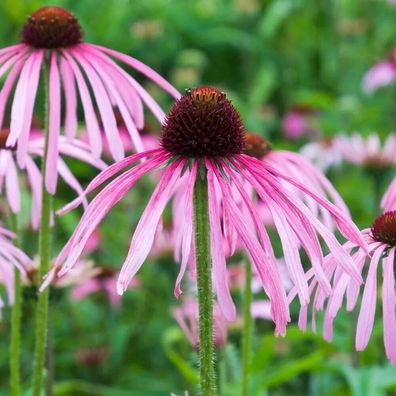 Bleicher Scheinsonnenhut - Echinacea pallida - 20+ Samen - Seeds E 255