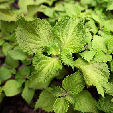 Grüne Perilla frutescens - Shiso 40+ Samen - Seeds - Japanische Heirloom F 070