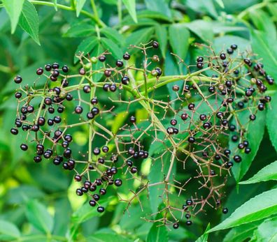 Indische Stachelige Esche - Goa - Pfeffer Zanthoxylum rhetsa 5+ Samen F 196