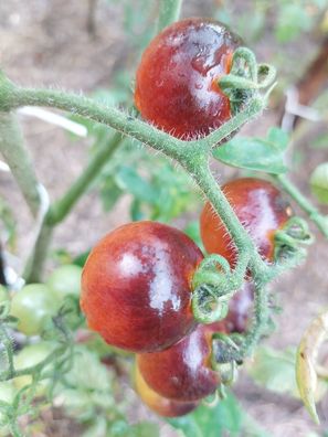 Ertragreiche Kirschtomate BLUEY - Tomato 5+ Samen - Seeds P 515