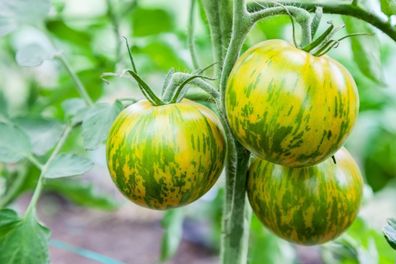 Ertragreiche Kirschtomate GREEN ZEBRA CHERRY Tomato 5+ Samen - Seeds P 499
