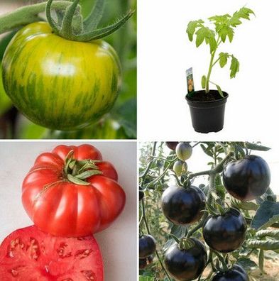Tomatenpflanzen Tomaten Pflanzen Harzfeuer Freilandtomaten ab 15.04.2024