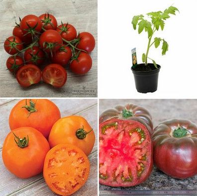 Tomatenpflanzen - die Geschmackvollsten Sorten Pflanzen -Lieferung ab 15.04.2024
