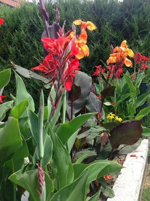 SAMEN - Indische Blumenrohr von Madeira Canna indica 5+ Samen R 163