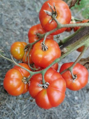 Tomate Ficarazzi Primaticcio di Palermo - aus Sizilien 10+ Samen Seeds P 526