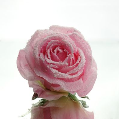 Rosenblüte Rosa beeist mit Krokodilklemme Ø 10 cm - Kunstblumen