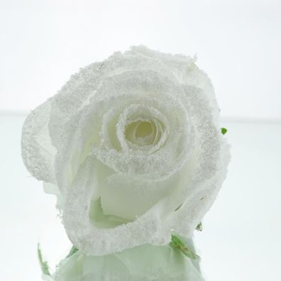 GASPER Rosenblüte Weiß beeist mit Krokodilklemme Ø 10 cm - Kunstblumen