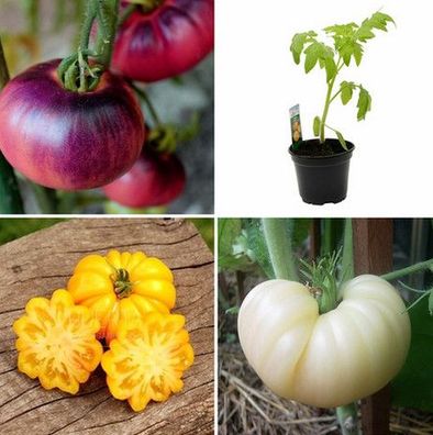 Tomaten - alte Sorten - samenfest - Jungpflanzen versch. Sorten -Lieferung ab 15.4.24