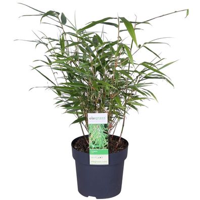 Fargesia rufa - Pflanze - 40cm - Ø14