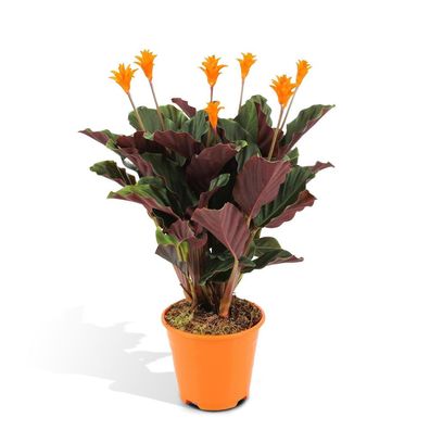 Calathea Crocata - Zimmerpflanze - Ø14cm - 40cm