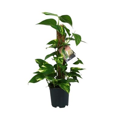Scindapsus Epipremnum - Zimmerpflanze - Ø15cm - 50cm