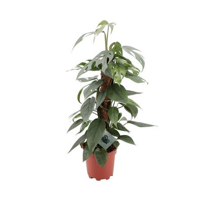 Epipremnum Pinnatum Cebu Blue - Ø17cm - 60cm