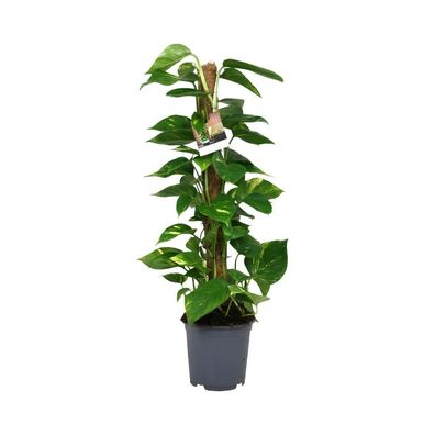 Scindapsus Epipremnum - Zimmerpflanze - Ø19cm - 80cm